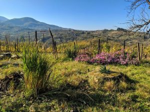 свадьба в Грузии.